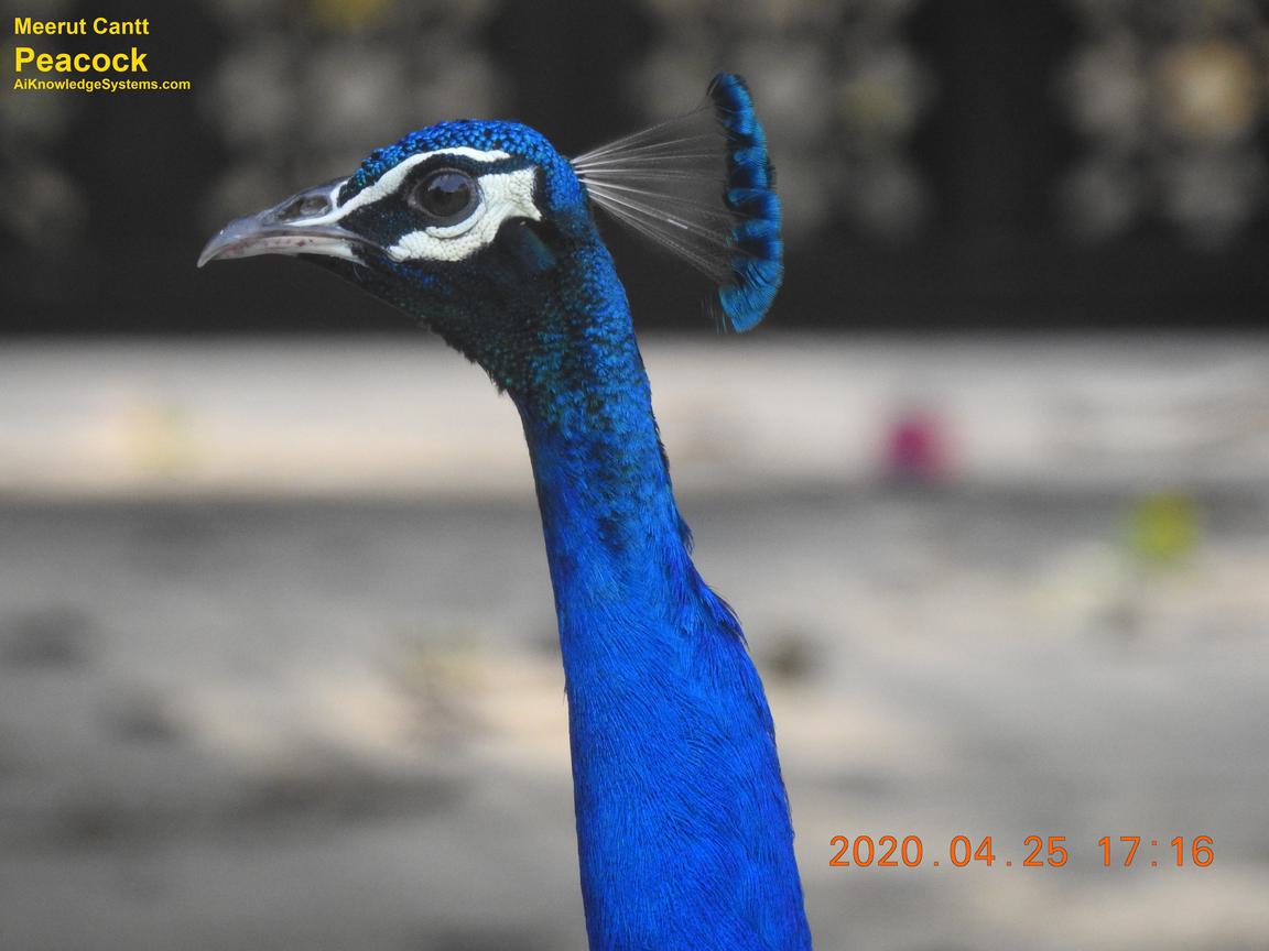 Peacock (136) Coming Soon